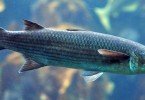 Pratiquer facielment la pêche du mulet au leurre